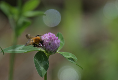 アカツメクサとミツバチ220718
