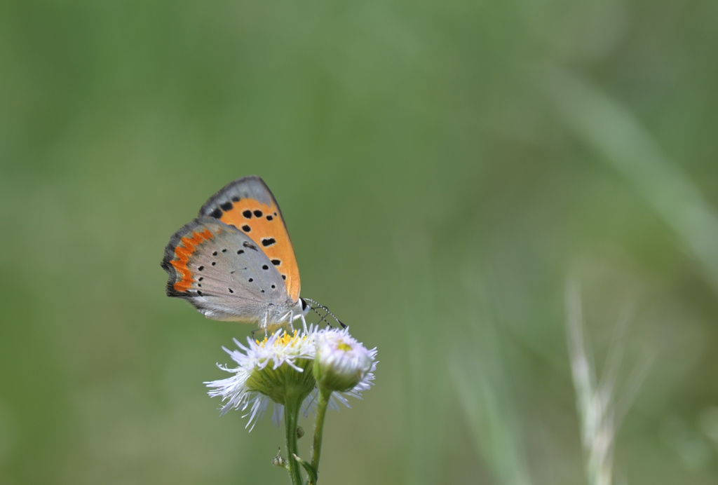 ベニシジミ220702