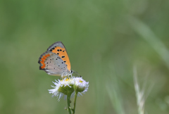 ベニシジミ220702