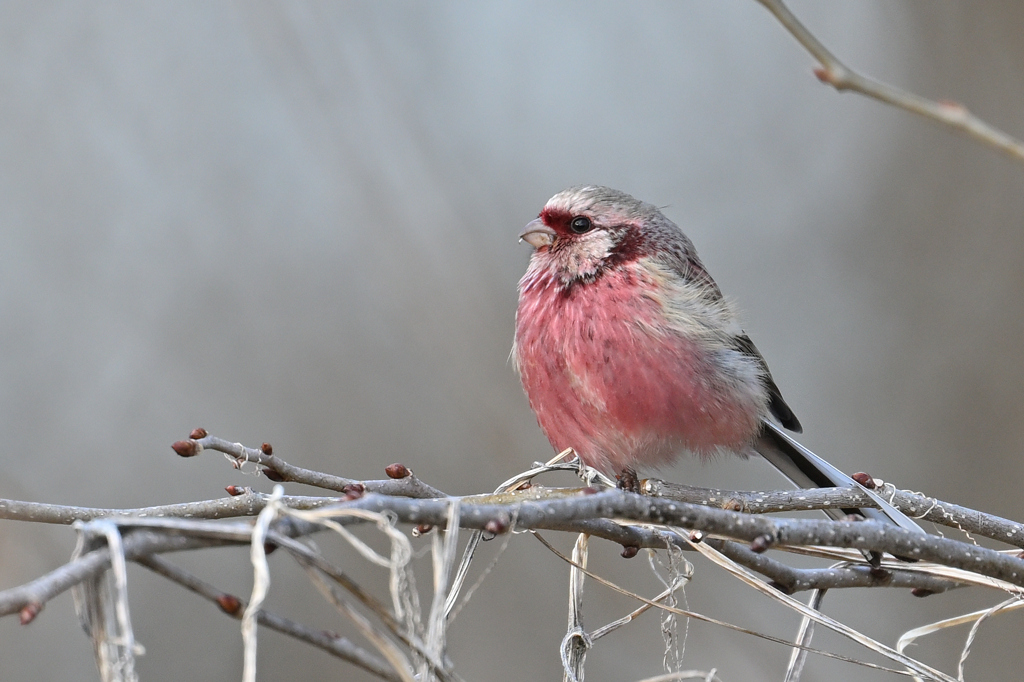 ベニマシコ♂240301