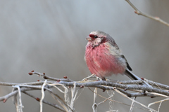 ベニマシコ♂240301