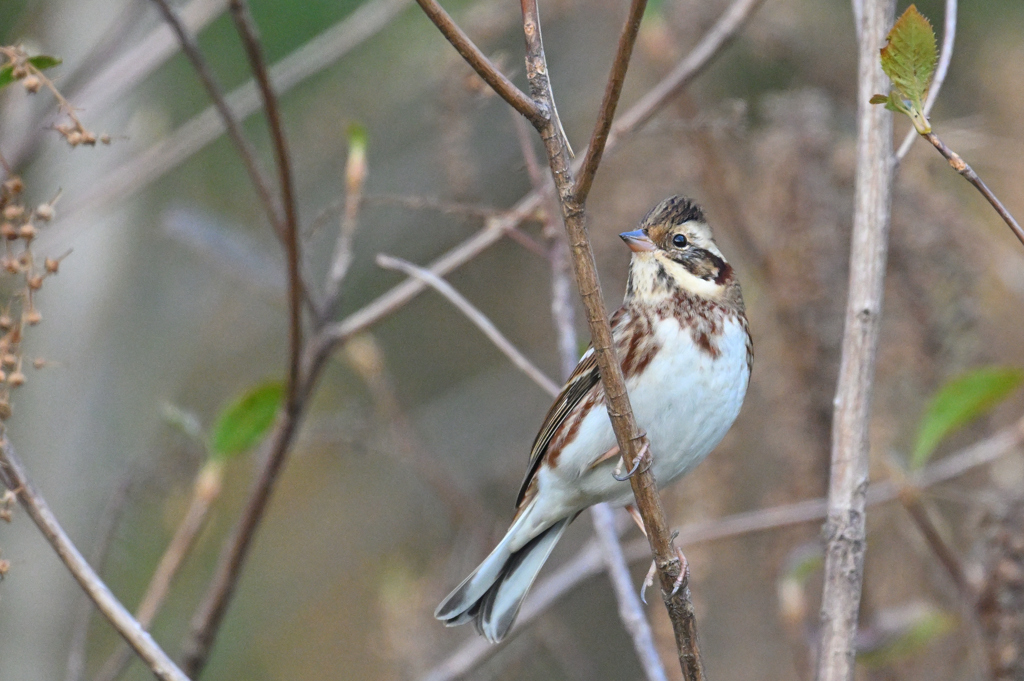 今季も会えました