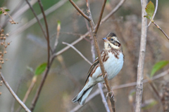 今季も会えました