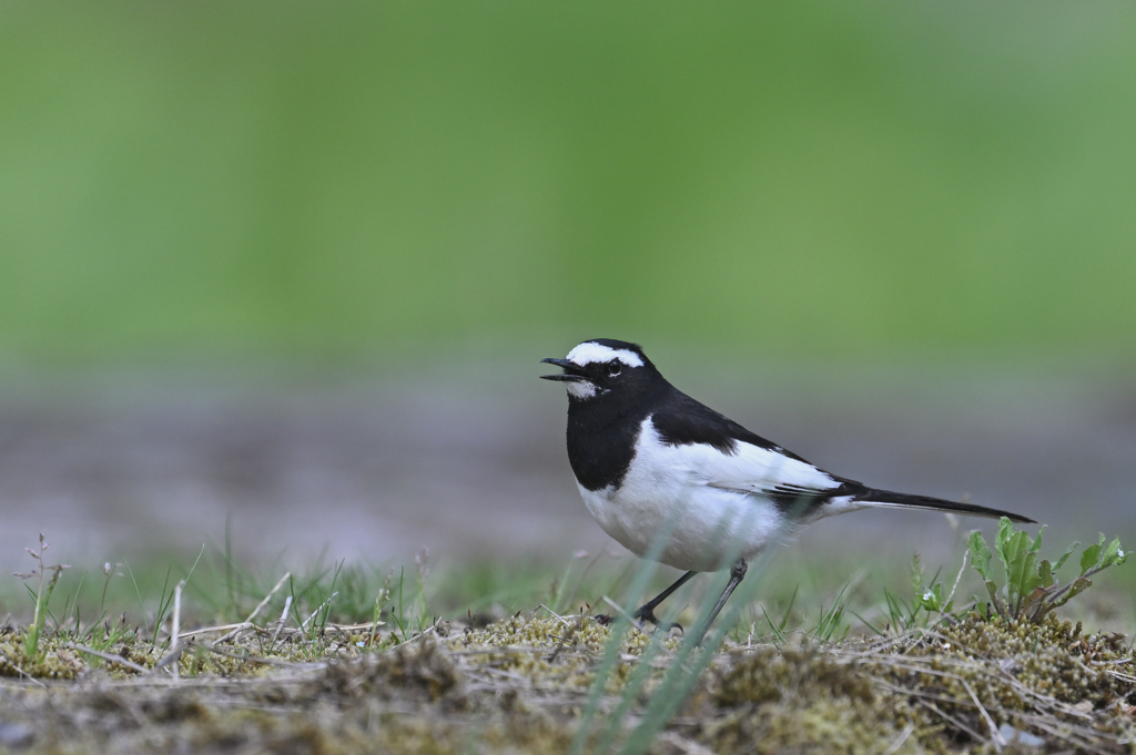 セグロセキレイ