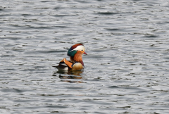 オシドリ♂220424