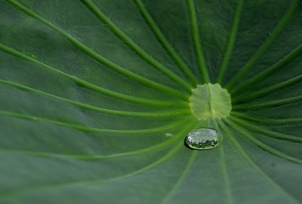 ハスの宝石220724