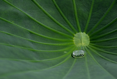 ハスの宝石220724