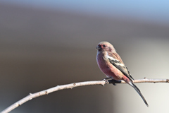 ベニマシコ♂251122