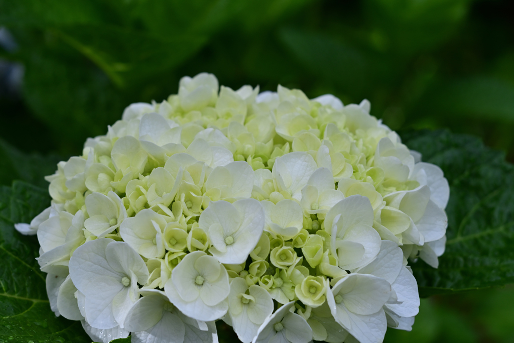 ヤマアジサイ220709