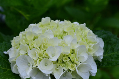 ヤマアジサイ220709