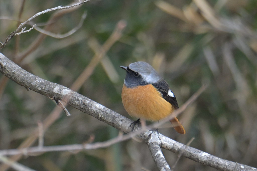 ジョウビタキ♂