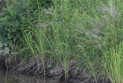 裏の川にカワセミがいた