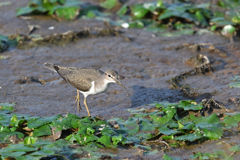 伊豆沼のクサシギ