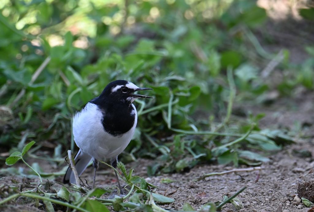 セグロセキレイ220920