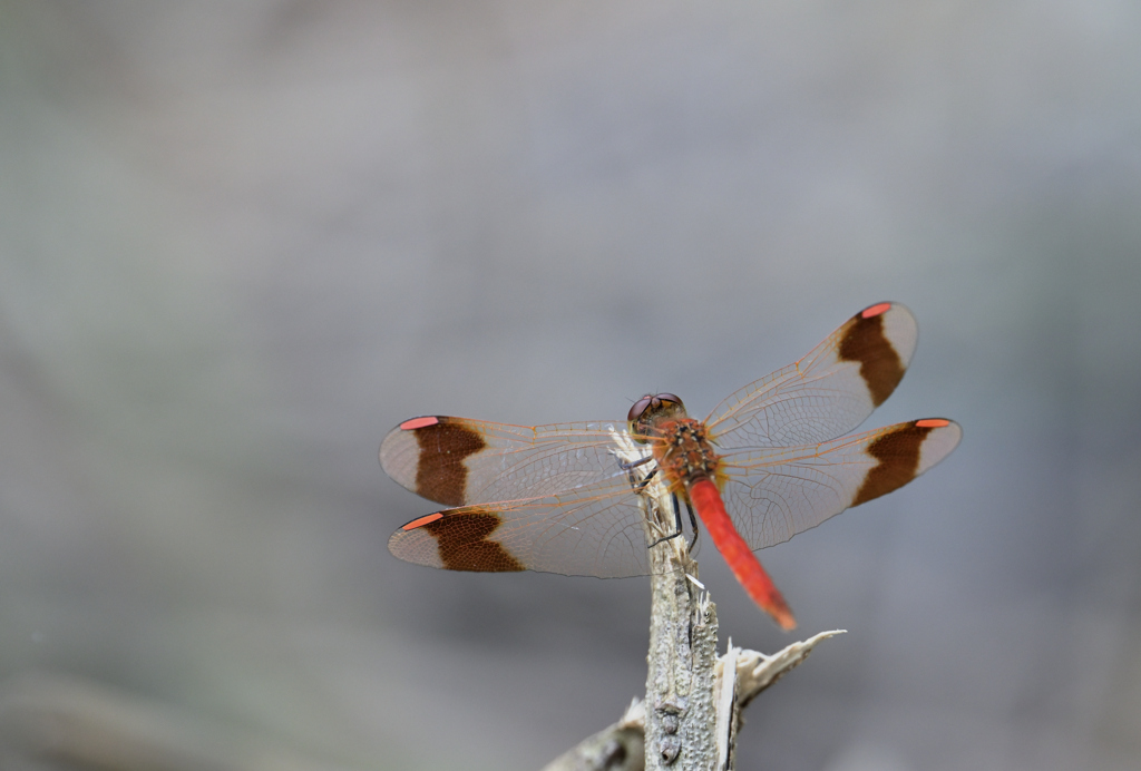 ミヤマアカネ220909