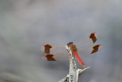 ミヤマアカネ220909