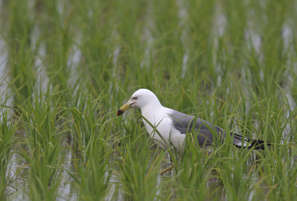 田んぼにウミネコ