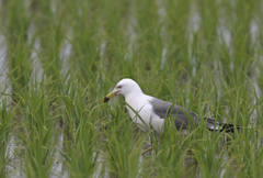 田んぼにウミネコ