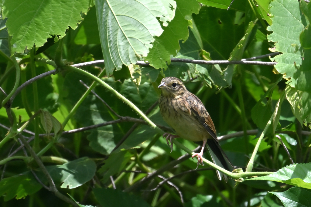 アオジ♀