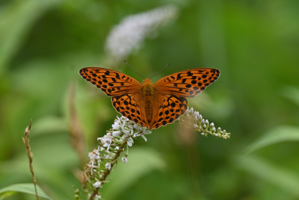 コヒョウモン220718