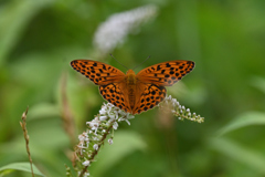 コヒョウモン220718