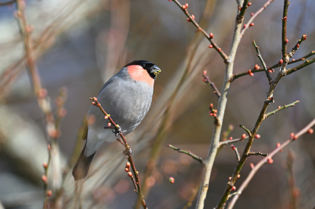 梅の芽を食べるウソ