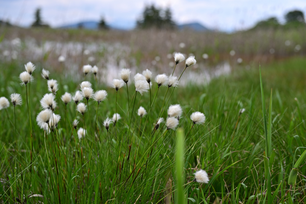 ワタスゲの湿地