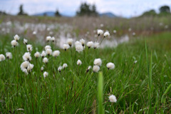 ワタスゲの湿地