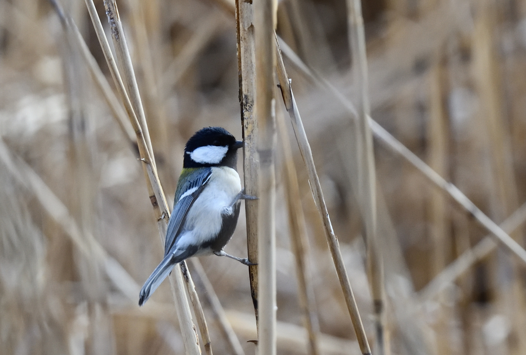 シジュウカラ君