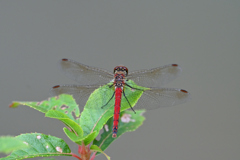 アキアカネ220928