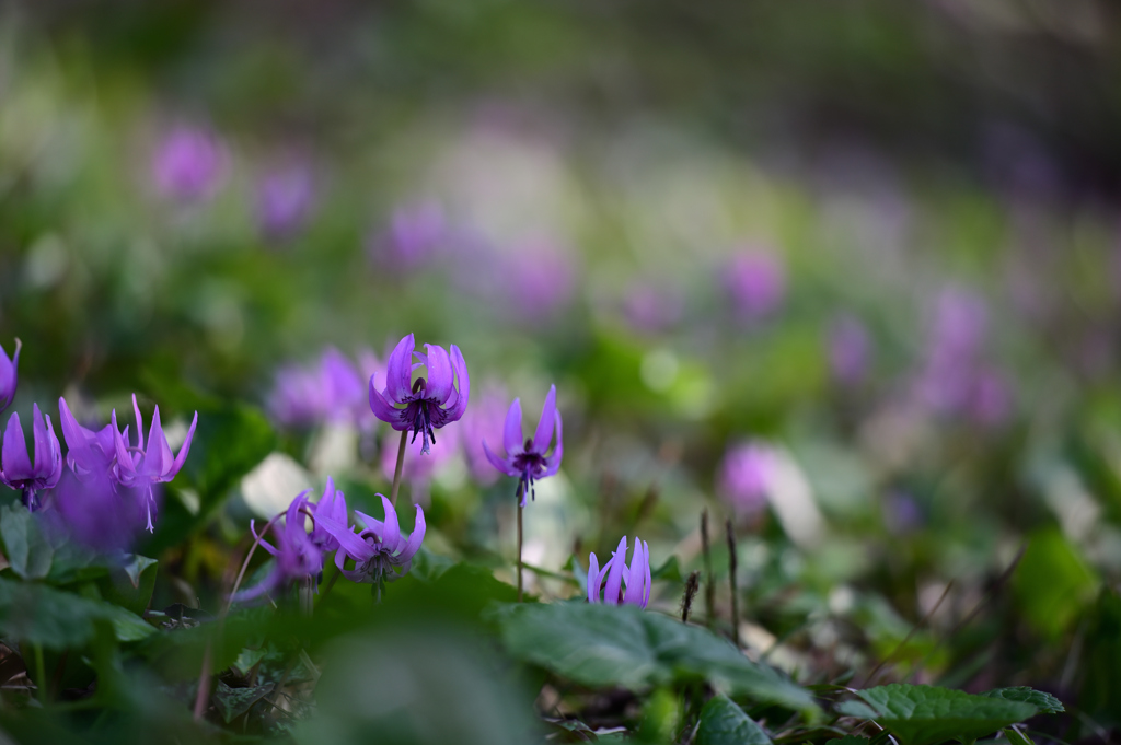 カタクリの花