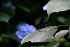 ハグロトンボとアジサイ220709