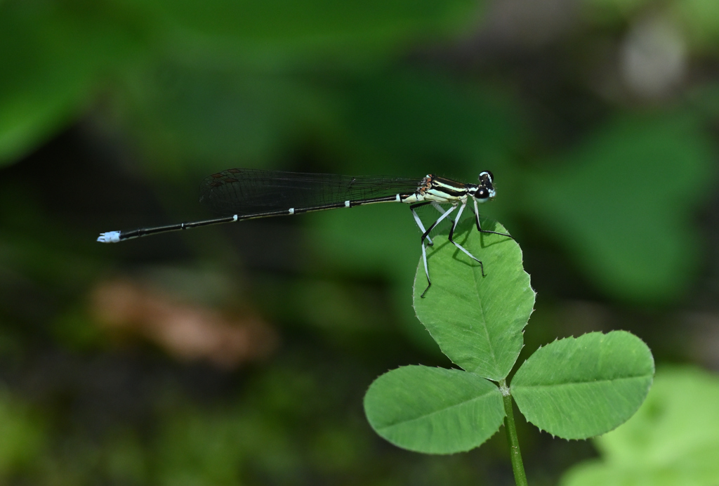 アジアイトトンボ220725