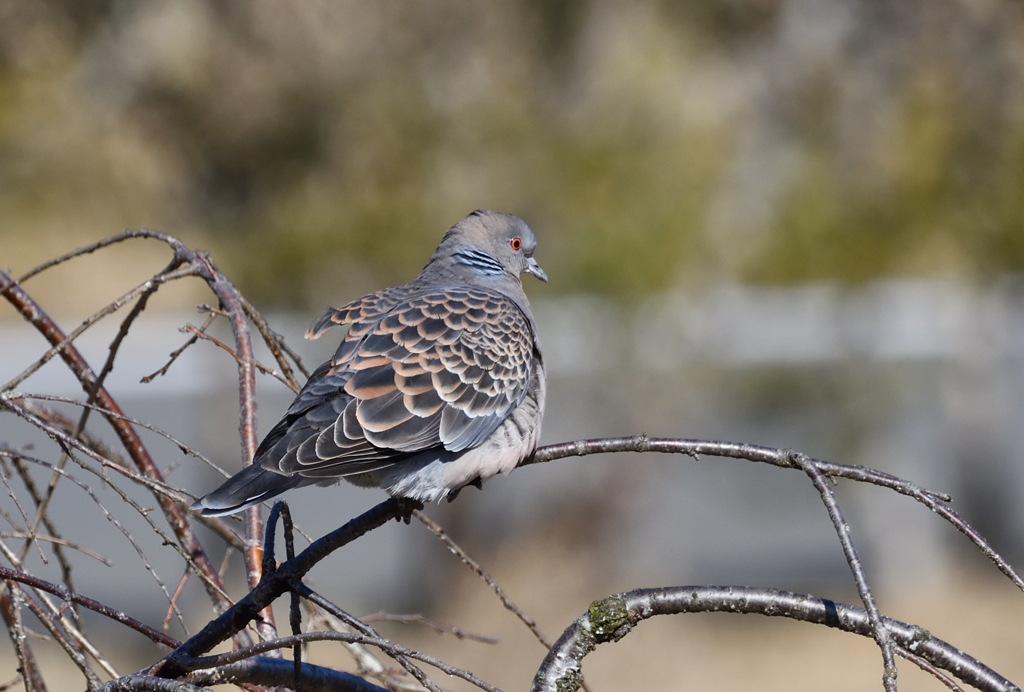 ででっポｯポー君