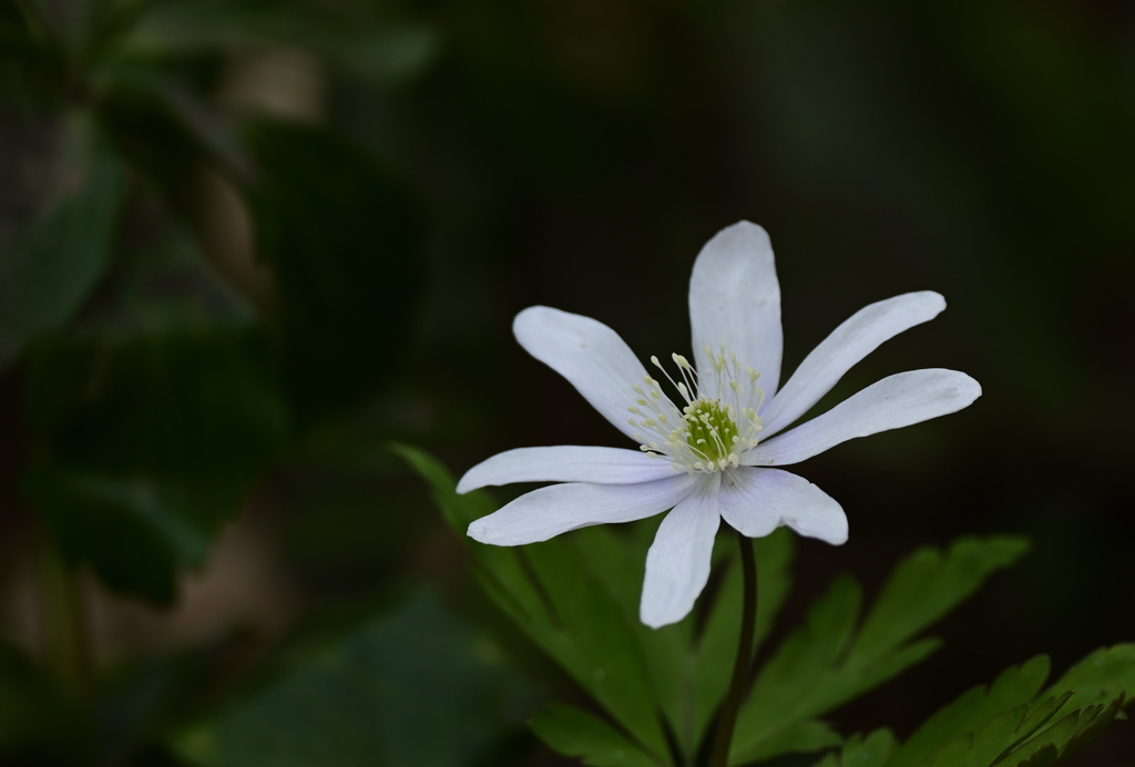 キクザキイチゲ白