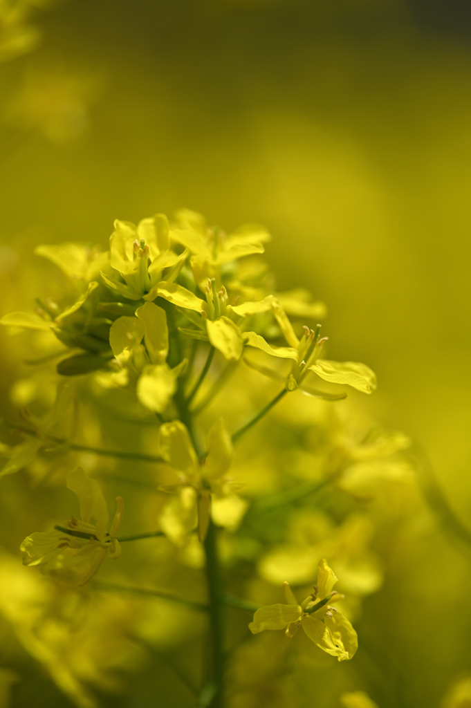 菜の花