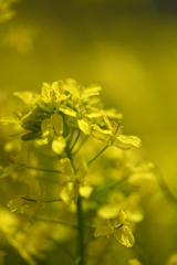 菜の花