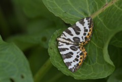 ヒョウモンエダシャク220619