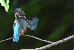 カワセミ2-220815