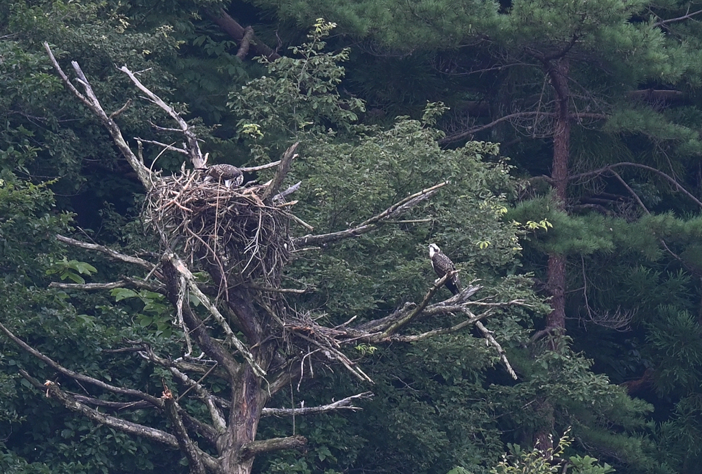 ミサゴの子育て220725