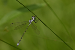 アオイトトンボ220829