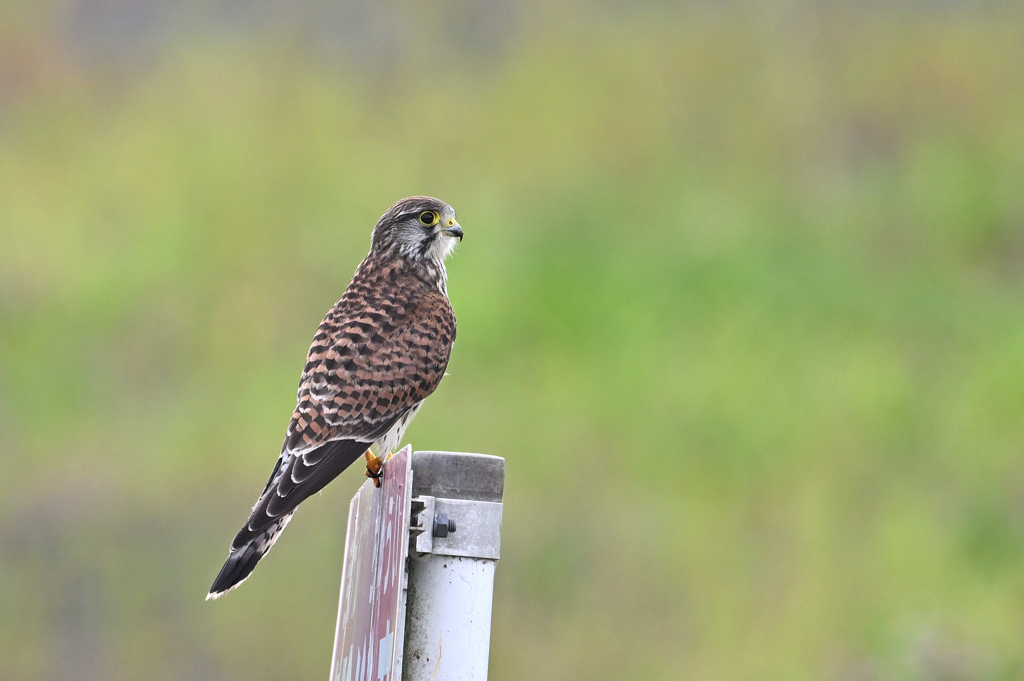 チョウゲンボウ♀
