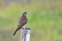 チョウゲンボウ♀