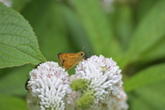 クガイソウとセオリ蝶