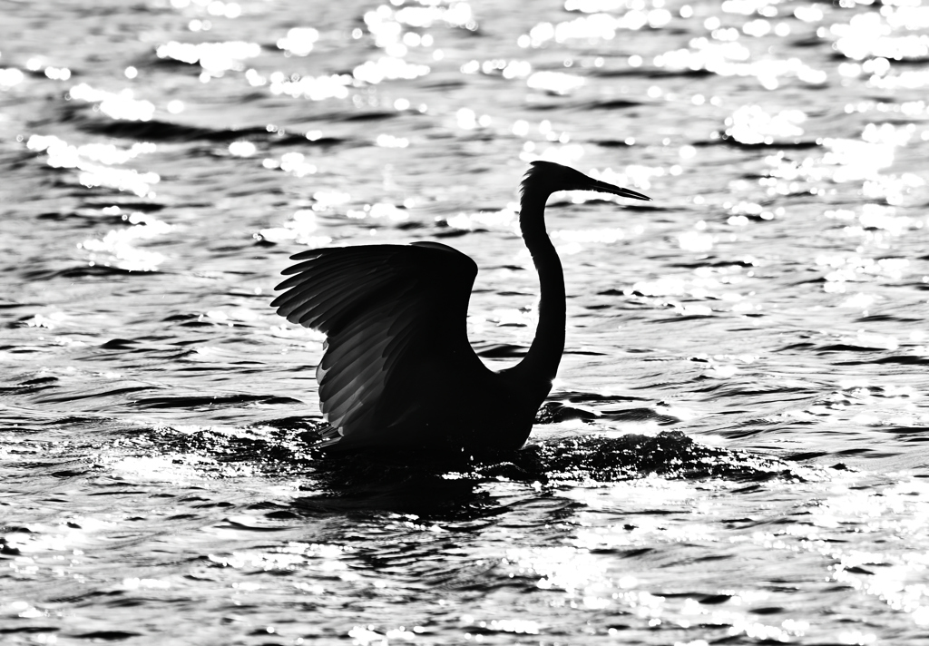 白鳥シルエット