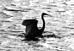 白鳥シルエット