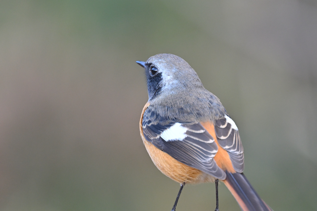 近すぎるよージョビ男君