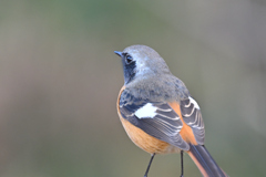 近すぎるよージョビ男君