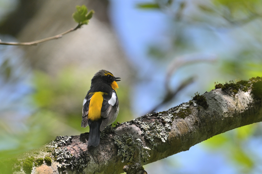 キビタキ3-240504