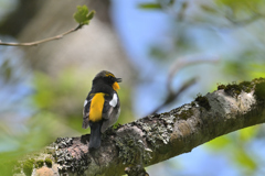 キビタキ3-240504